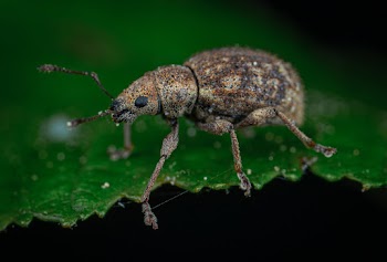 Close-Up Photo of Insect