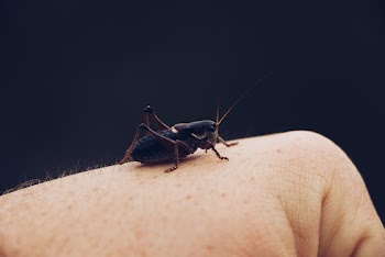 Close-Up Photo of Insect on Human Skin