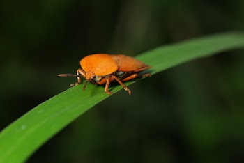 Close-Up Photo of Insect on Leaf