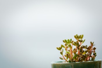 Close Up Photo Of Jade Plant