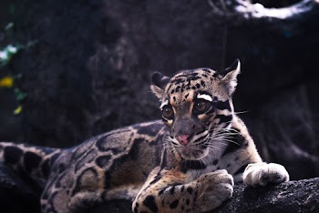 Close-Up Photo of Jaguar Lying