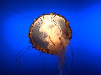 Close-up Photo of Jelly Fish