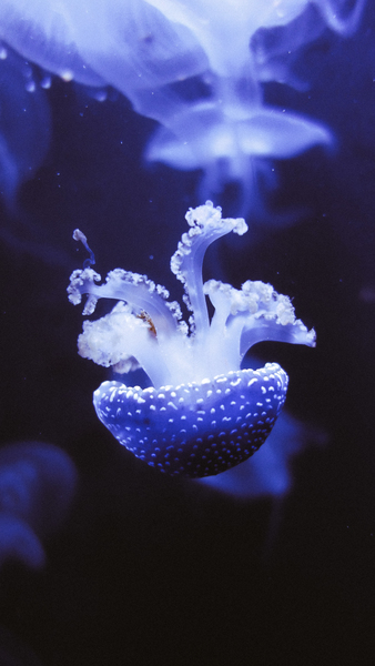 Close-Up Photo of Jellyfish