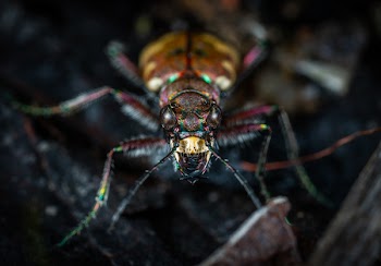 Close Up Photo of Jewel Beetle