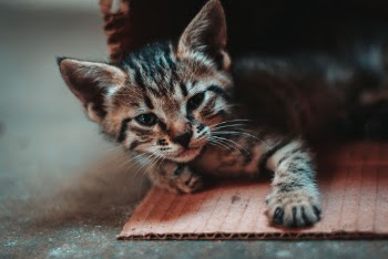 Close-up Photo of Kitten Lying Down on Cardboard