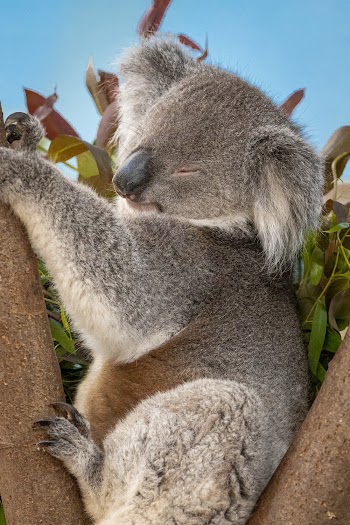 Close-Up Photo of Koala Bear