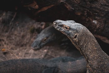 Close-up Photo of Komodo Dragons