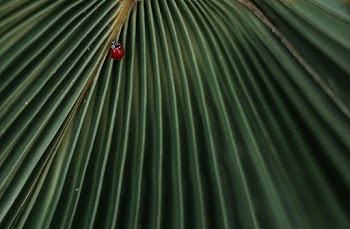 Close-Up Photo of Lady Bug On Leaf