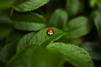 Close-Up Photo of Ladybug on Leaf