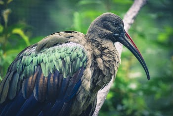 Close-Up Photo of Large Bird