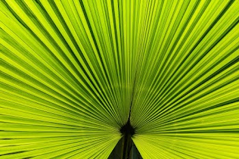 Close-up Photo of Large Green Leaf