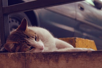 Close-Up Photo of Laying Cat