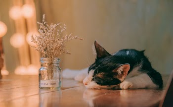 Close-Up Photo of Laying Cat