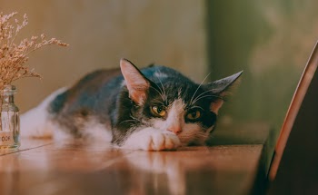 Close-Up Photo of Laying Cat