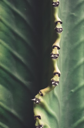 Close-Up Photo of Leaf