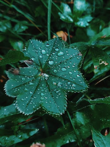 Close-Up Photo Of Leaf