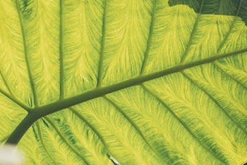 Close-Up Photo of Leaf