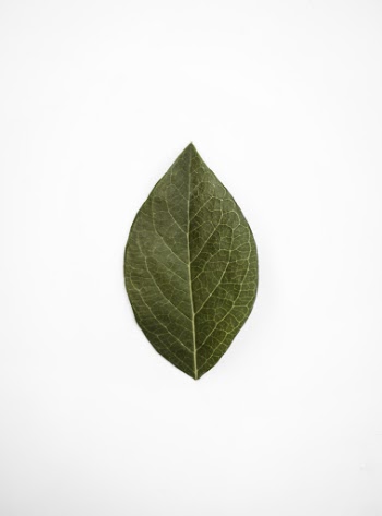 Close-Up Photo of Leaf