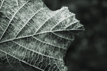 Close-Up Photo of Leaf