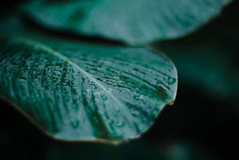 Close-Up Photo of Leaf