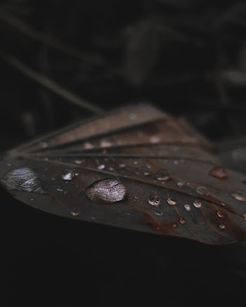 Close-Up Photo of Leaf With Droplets