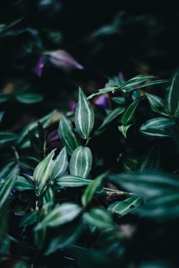 Close-up Photo of Leafy Plant