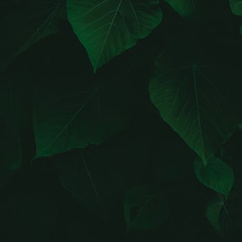 Close-Up Photo of Leaves
