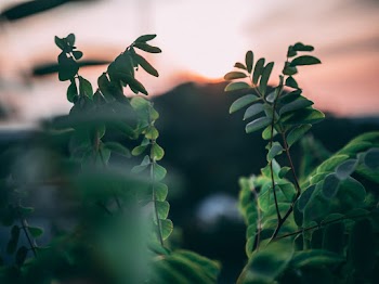 Close-Up Photo Of Leaves 