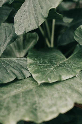 Close-Up Photo of Leaves