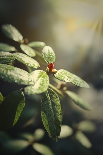 Close-Up Photo of Leaves