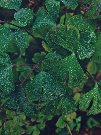 Close-Up Photo of Leaves