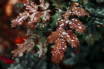 Close-up Photo of Leaves