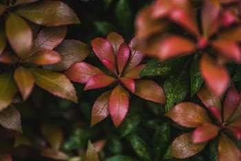 Close-Up Photo of Leaves