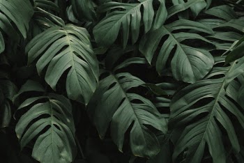 Close-up Photo of Leaves