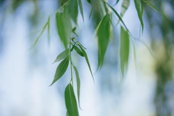 Close-Up Photo of Leaves