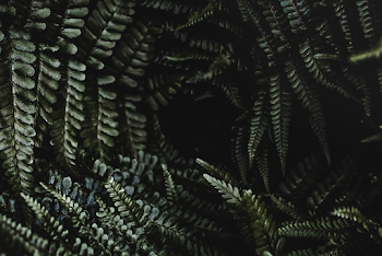 Close-Up Photo of Leaves