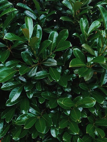 Close-Up Photo of Leaves