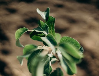Close-up Photo Of Leaves