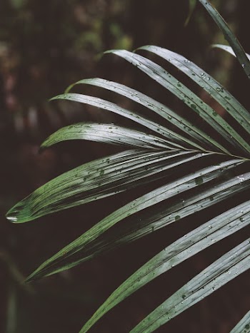 Close-Up Photo of Leaves