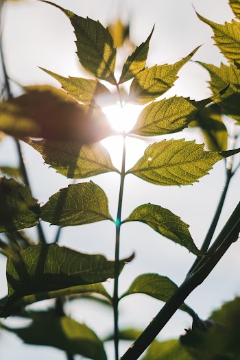 Close-Up Photo Of Leaves During Daytime