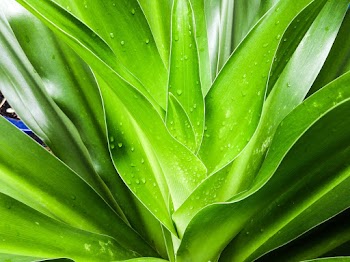 Close Up Photo Of Leaves With Droplets