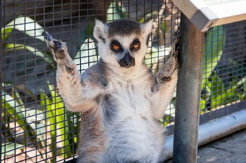 Close-Up Photo of Lemur