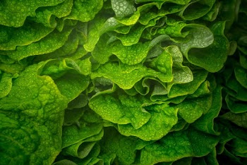 Close-Up Photo of Lettuce