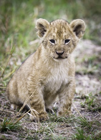 Close-Up Photo of Lion Cub