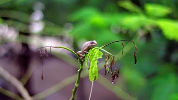 Close-Up Photo of Lizard On Plant
