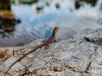 Close-Up Photo of Lizard On Rock