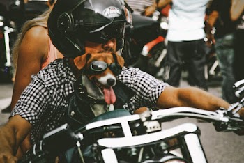 Close-Up Photo of Man and Dog Riding Motorcycle