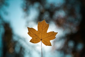 Close-Up Photo of Maple Leaf