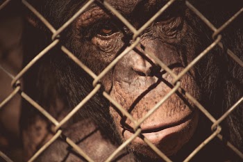 Close Up Photo of Monkey