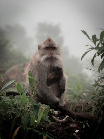 Close-Up Photo of Monkeys Near Leaves